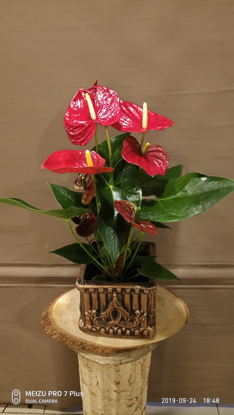 antoryum saksı seramik