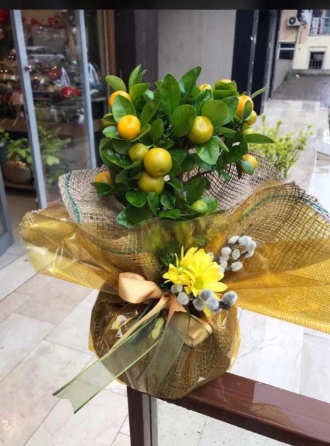 Citros mandalina ağacı 