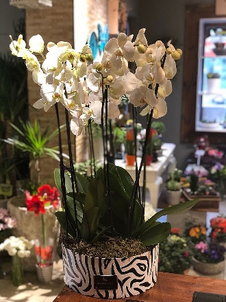 Beyaz Phalaenopsis Orkide Tasarımı