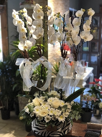 Beyaz Orkide Aranjmanı