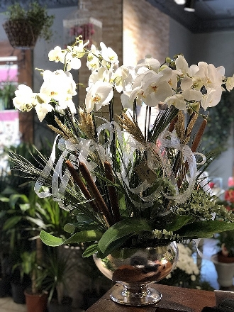 Beyaz Phalaenopsis Orkide