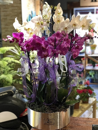 Fuşya ve Beyaz Phalaenopsis Orkide