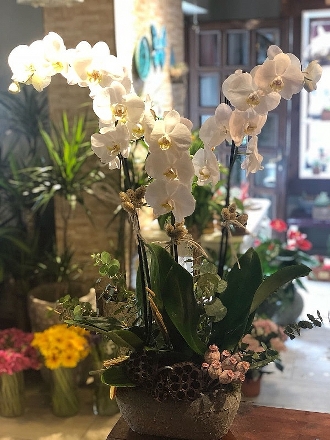 Phalaenopsis Orkide Tasarımı